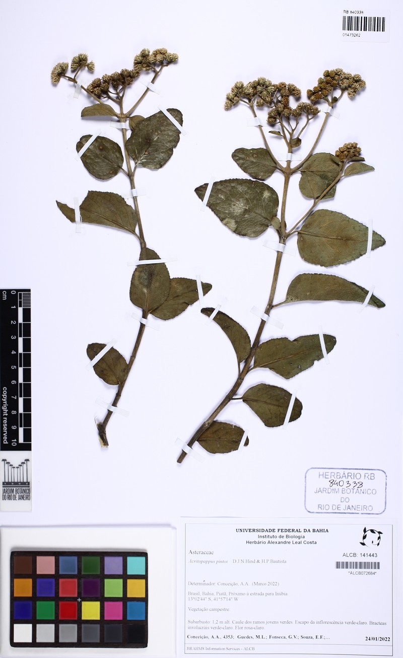 Acritopappus pintoi photo 4
