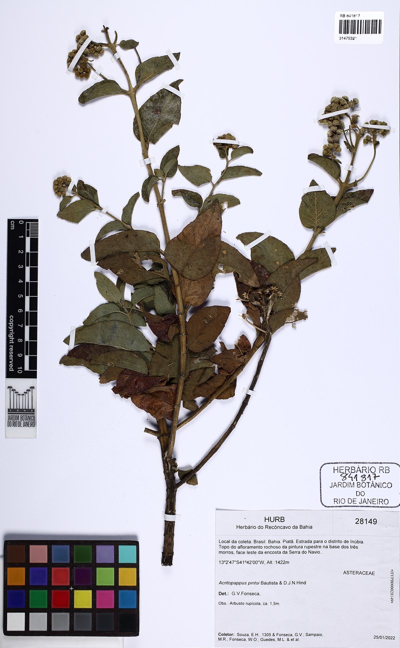 Acritopappus pintoi photo 5