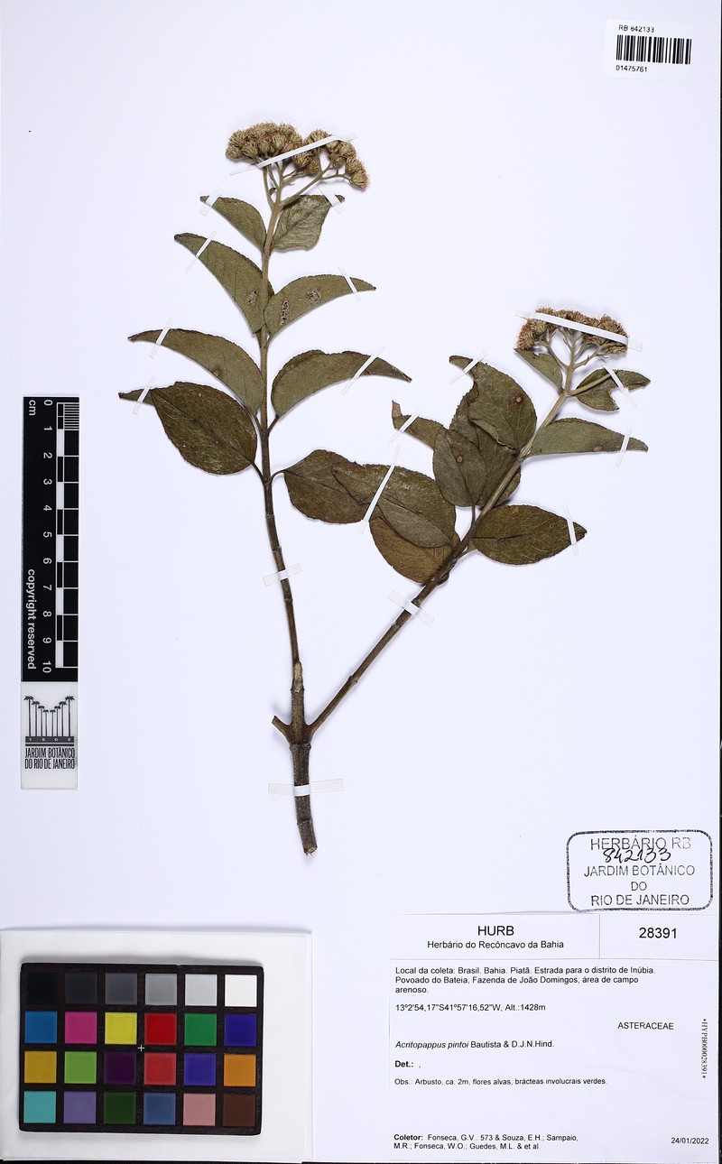 Acritopappus pintoi photo 6