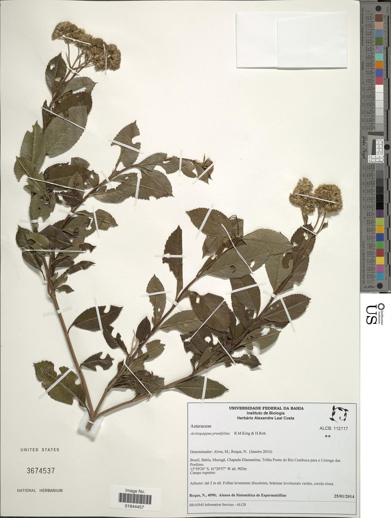 Acritopappus prunifolius photo 2