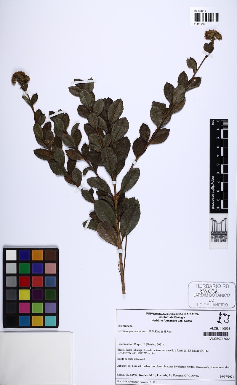 Acritopappus prunifolius