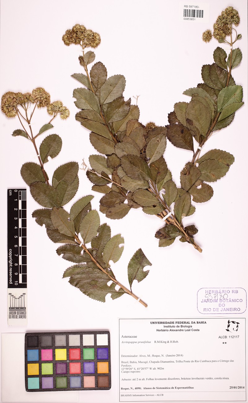 Acritopappus prunifolius photo 2