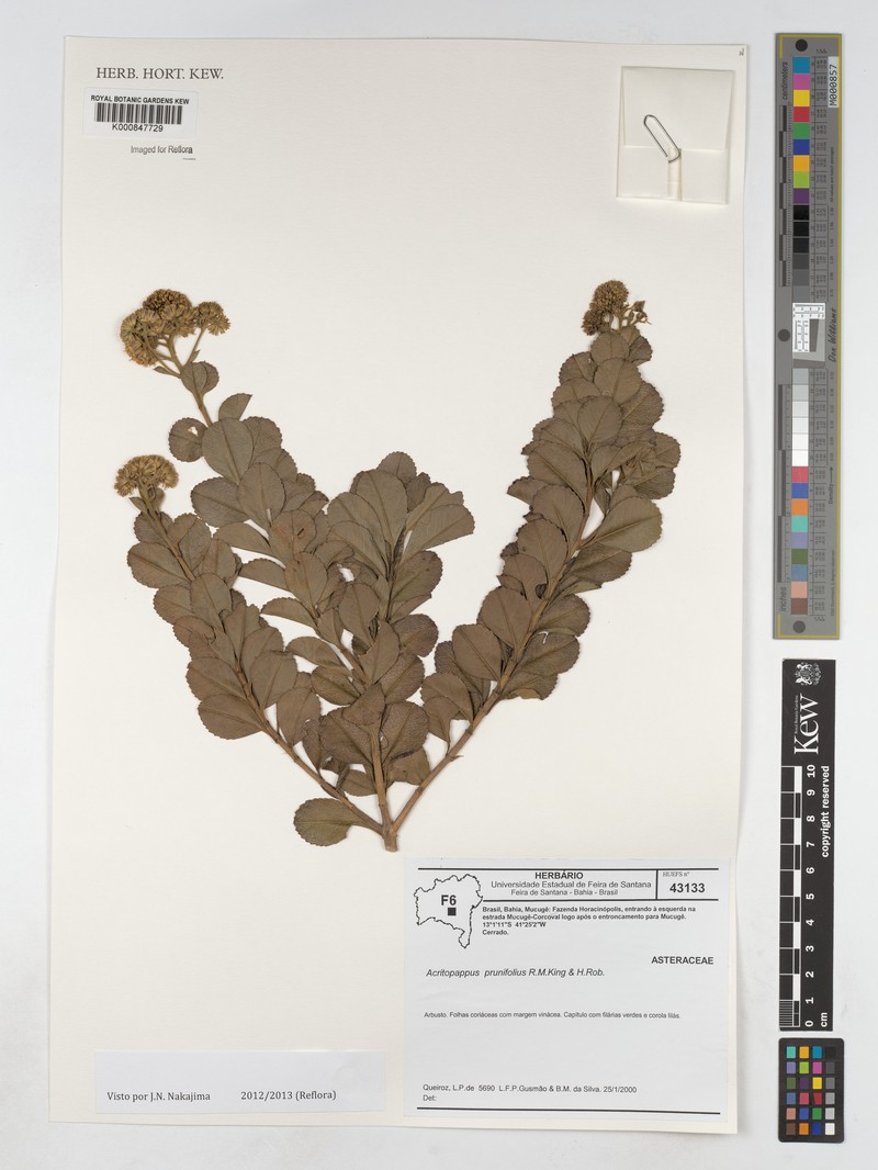 Acritopappus prunifolius photo 3