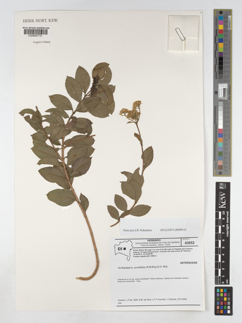 Acritopappus prunifolius photo 4