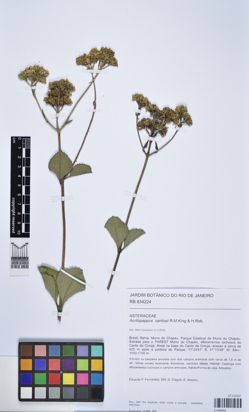 Acritopappus santosii