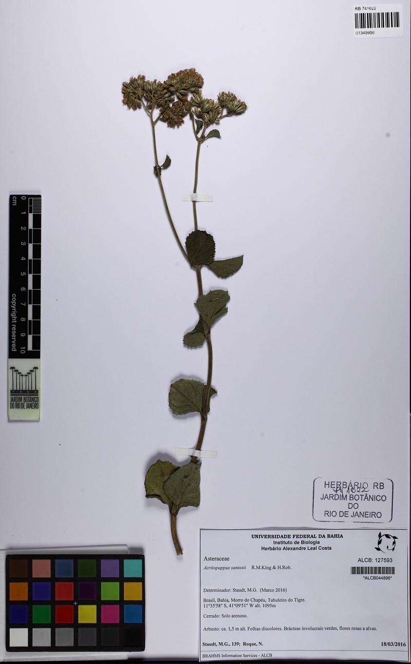 Acritopappus santosii photo 2