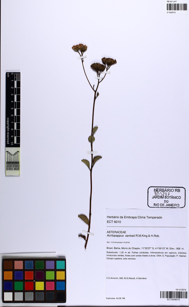 Acritopappus santosii photo 3