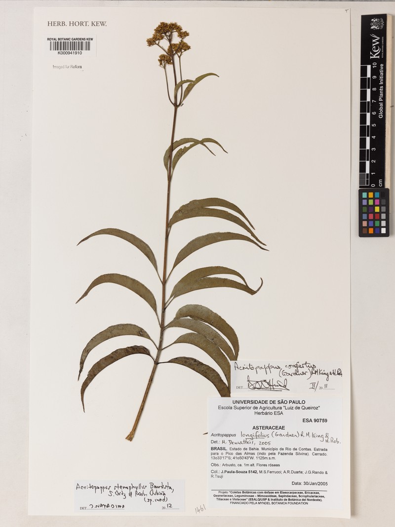 Acritopappus stenophyllus