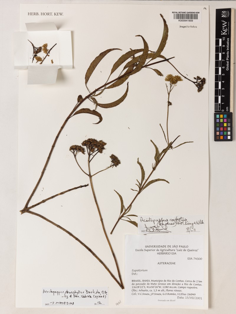 Acritopappus stenophyllus photo 2
