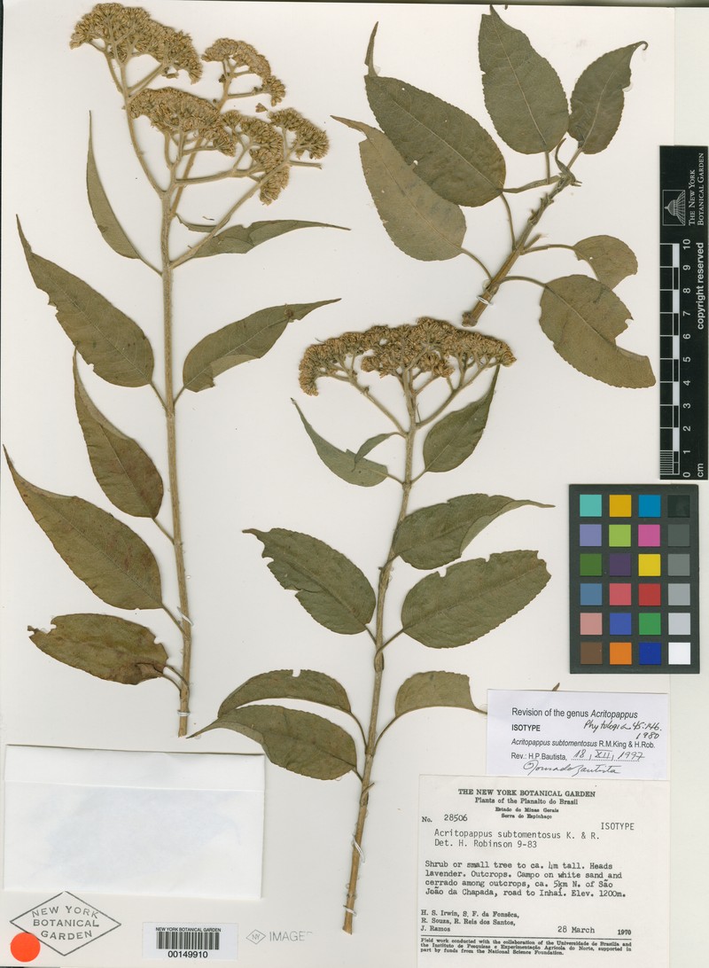 Acritopappus subtomentosus
