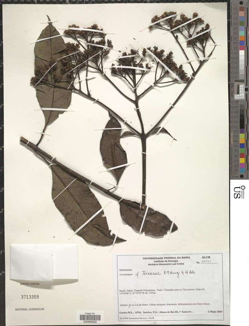 Acritopappus teixeirae photo 2