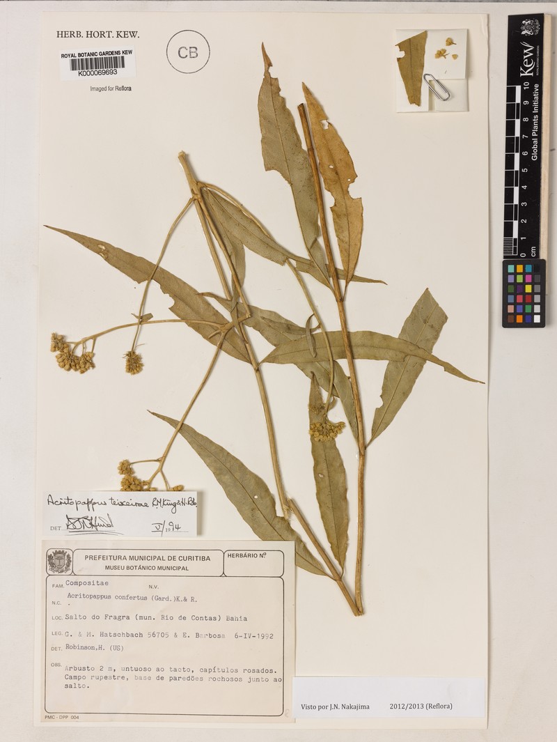 Acritopappus teixeirae
