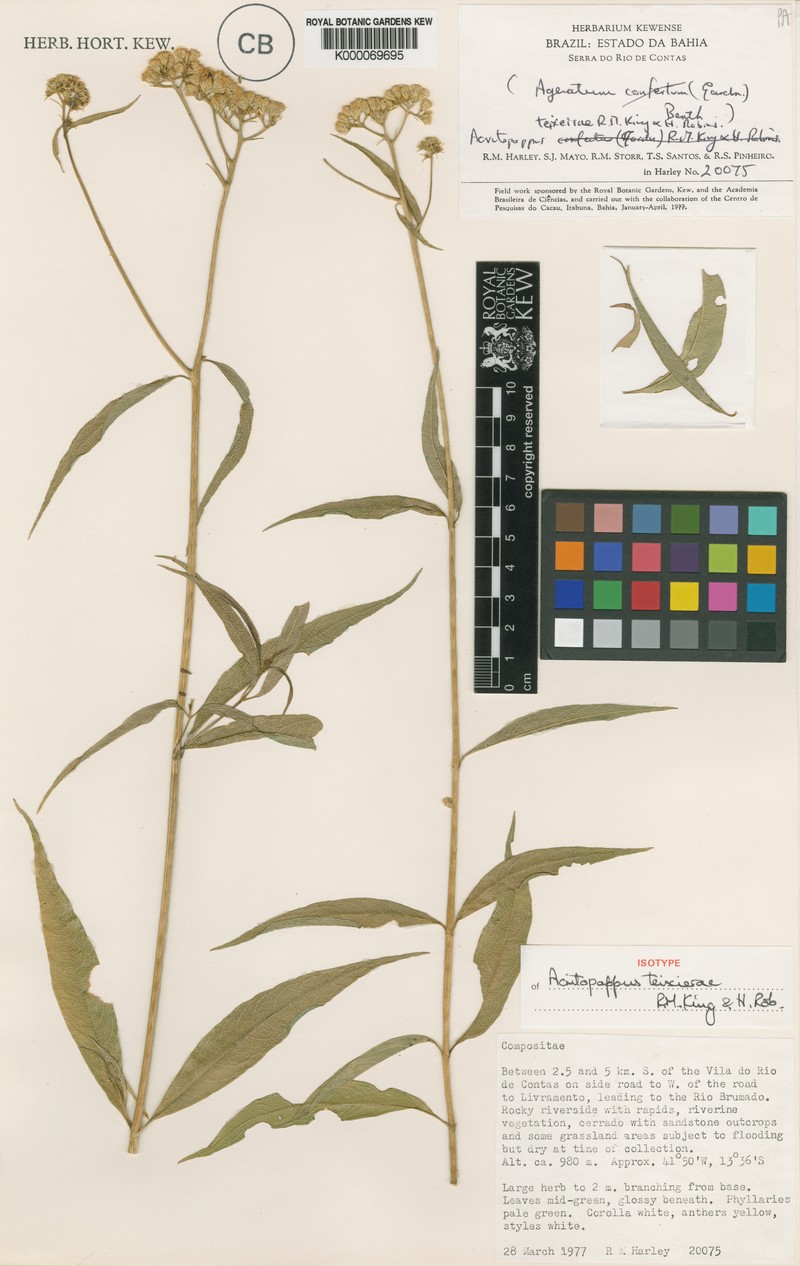 Acritopappus teixeirae photo 2