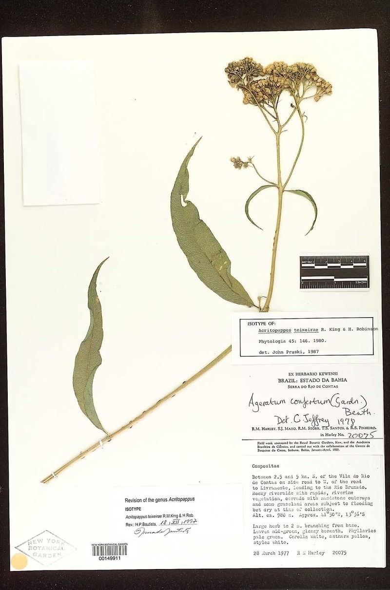 Acritopappus teixeirae photo 3