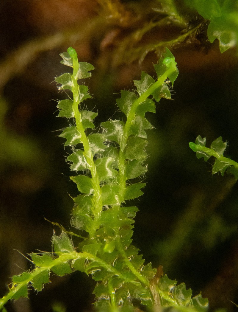 Acrobolbus ciliatus