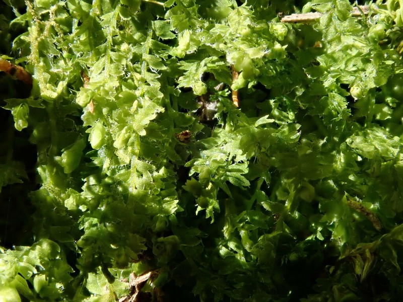 Acrobolbus ciliatus photo 3