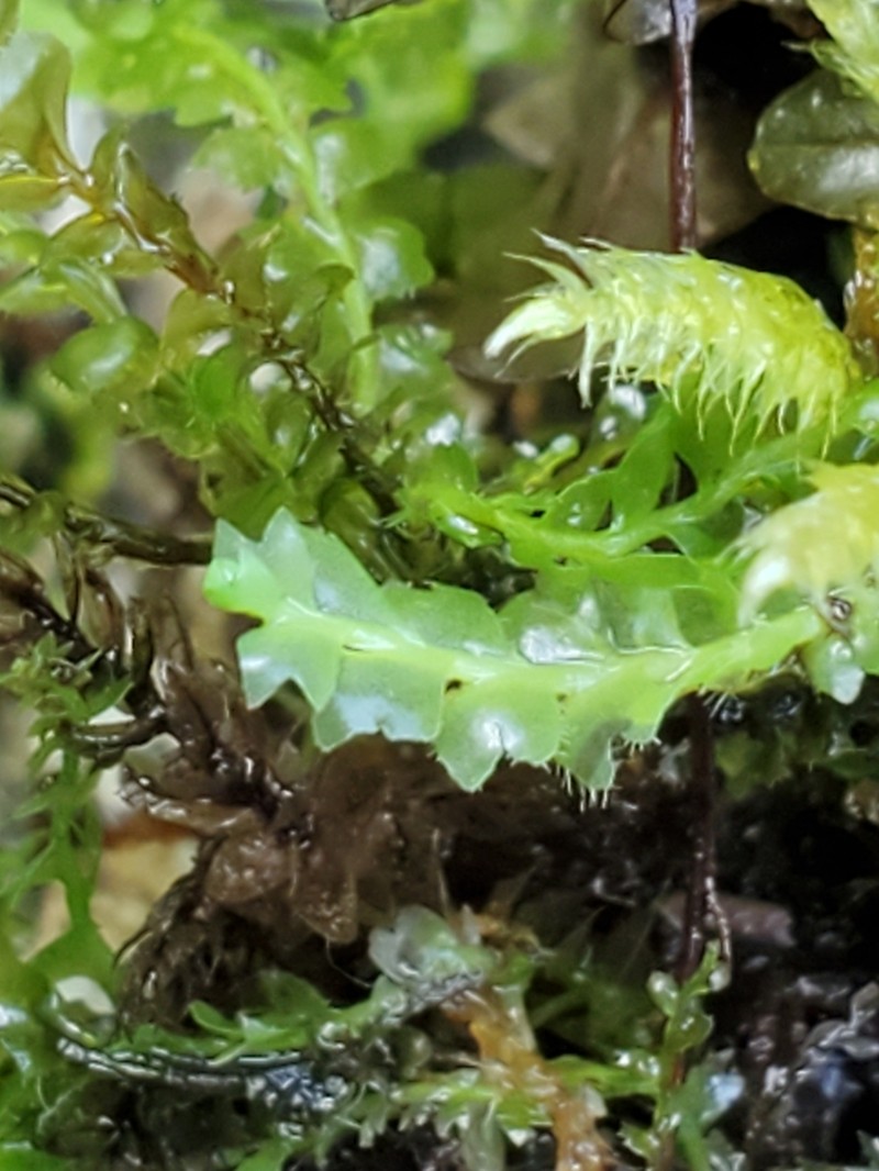 Acrobolbus ciliatus photo 4