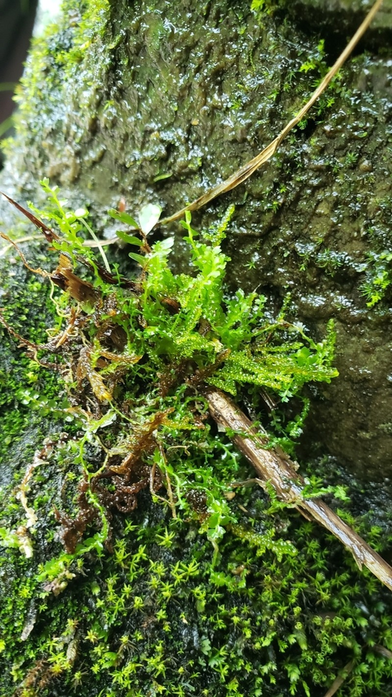Acrobolbus ciliatus photo 5