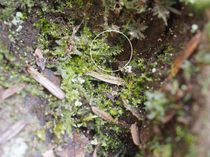 Acrobolbus ciliatus photo 6