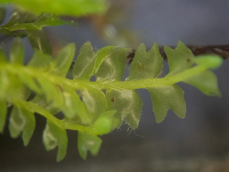 Acrobolbus ciliatus photo 7