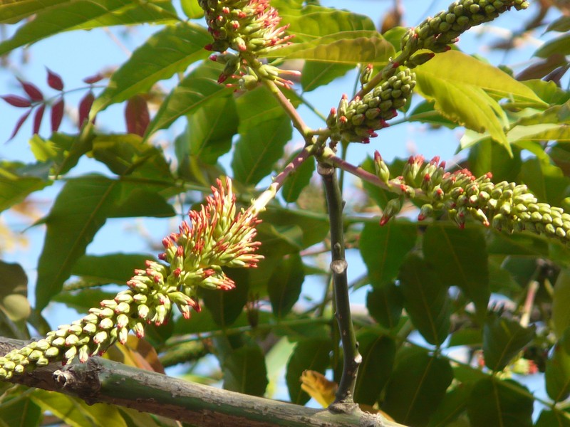 Acrocarpus fraxinifolius