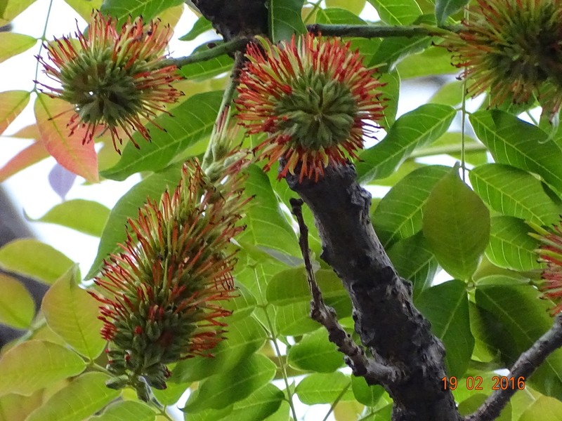 Acrocarpus fraxinifolius photo 2