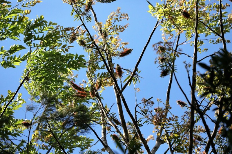 Acrocarpus fraxinifolius photo 5