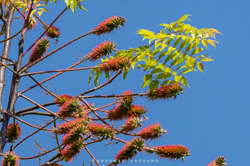 Acrocarpus fraxinifolius photo 6