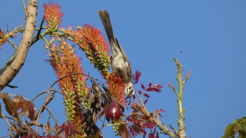 Acrocarpus fraxinifolius photo 7