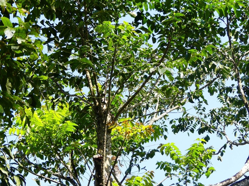 Acrocarpus fraxinifolius photo 8