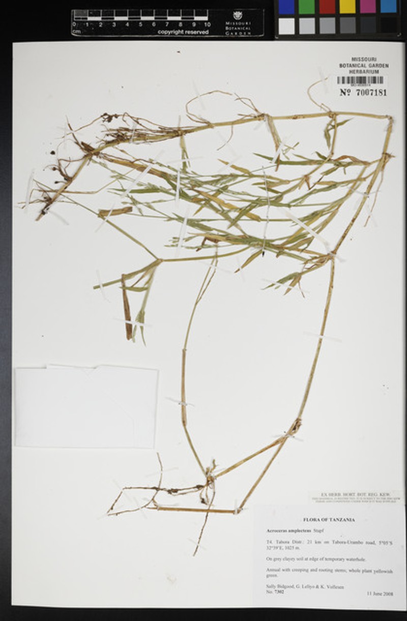 Acroceras photo 3