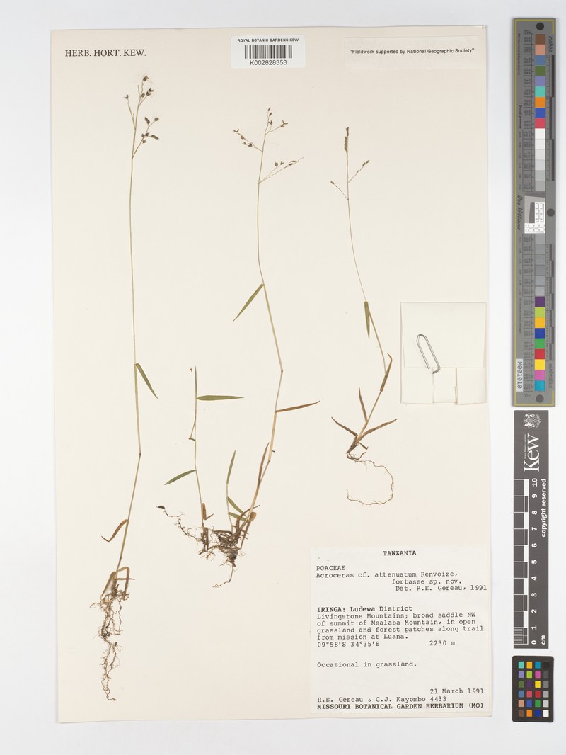 Acroceras attenuatum