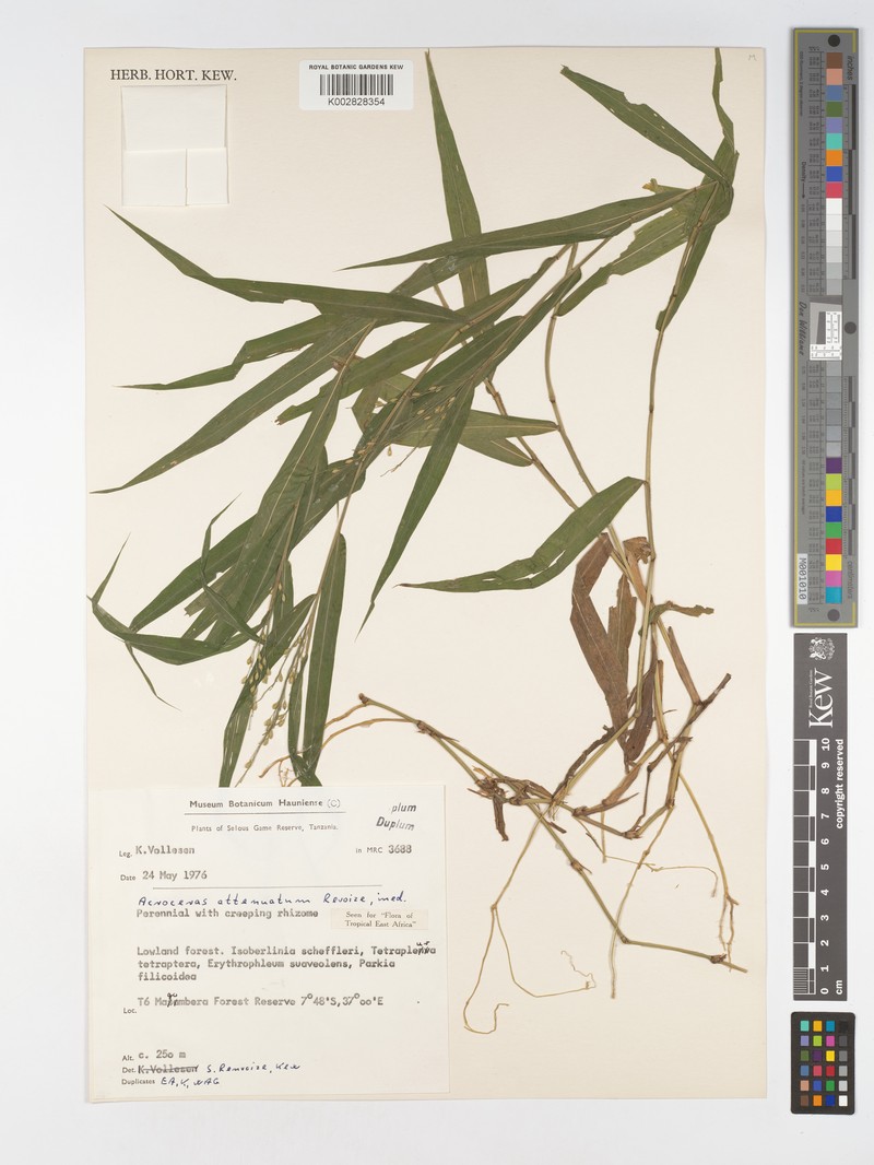 Acroceras attenuatum photo 3