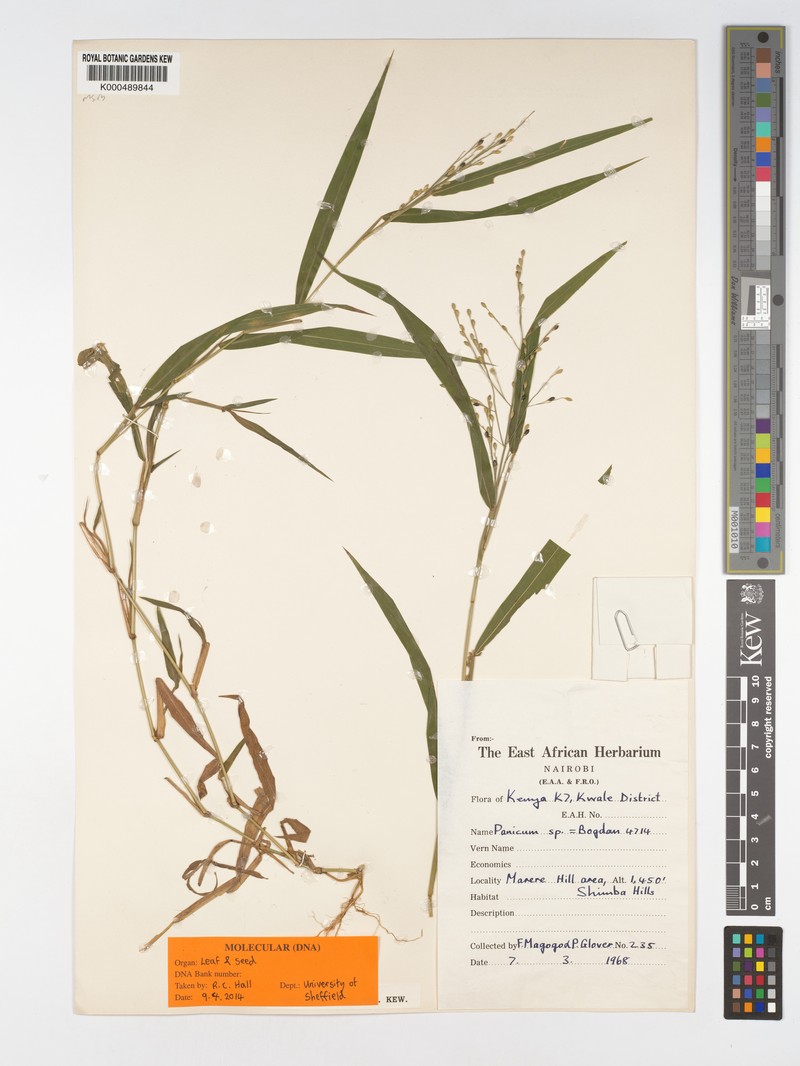 Acroceras attenuatum photo 4