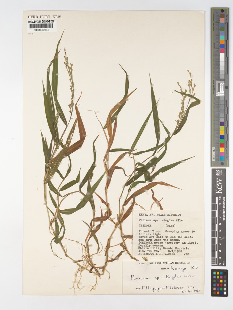 Acroceras attenuatum photo 5