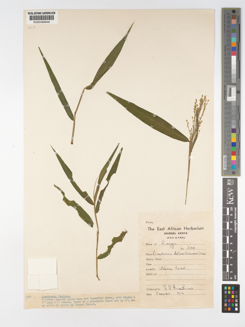 Acroceras attenuatum photo 7