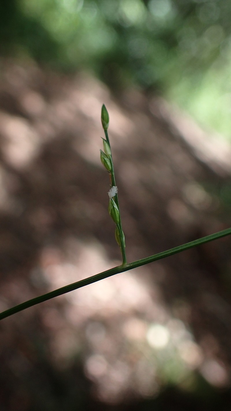Acroceras boivinii photo 2