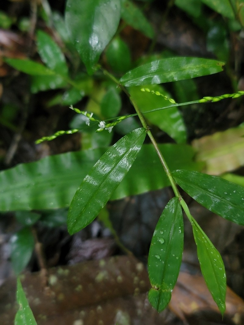 Acroceras boivinii photo 3
