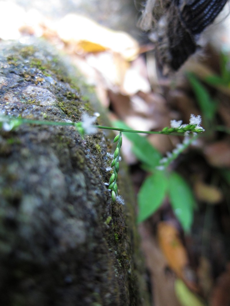 Acroceras boivinii photo 6