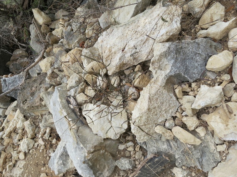 Acroceras calcicola