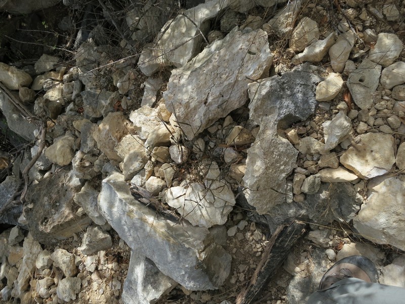 Acroceras calcicola photo 2