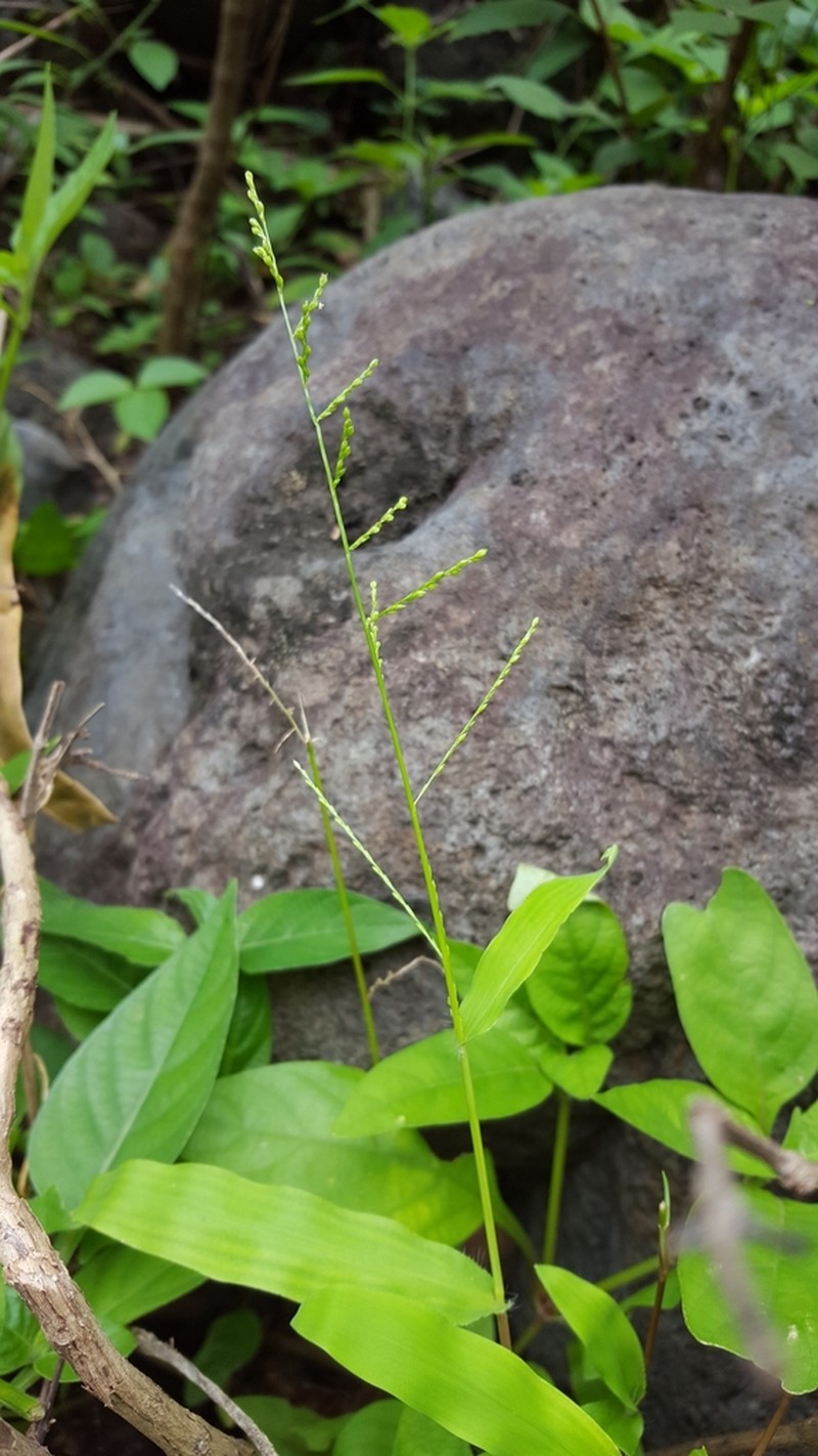 Acroceras elegans