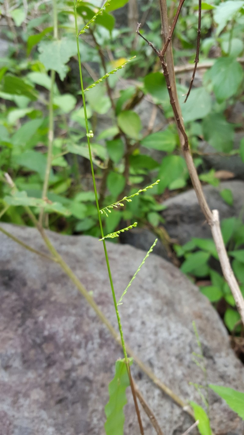 Acroceras elegans photo 2