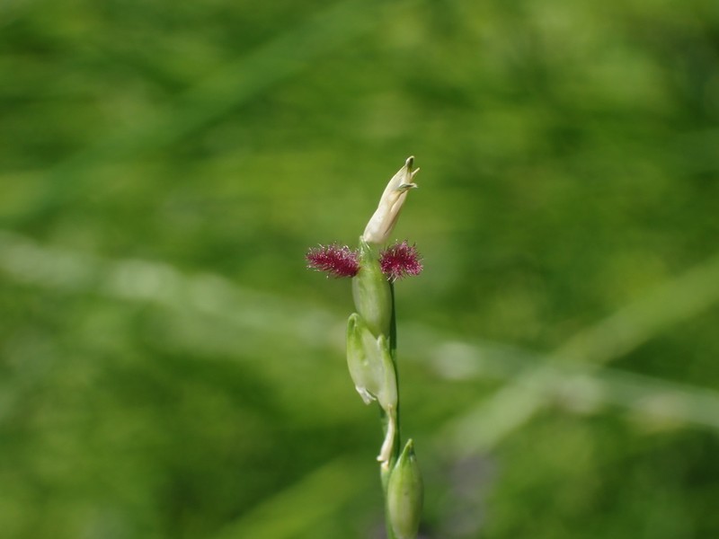 Nile Grass