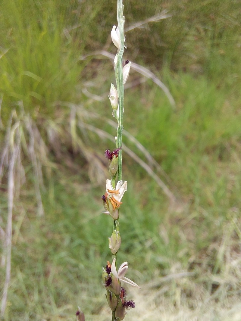 Nile Grass photo 2