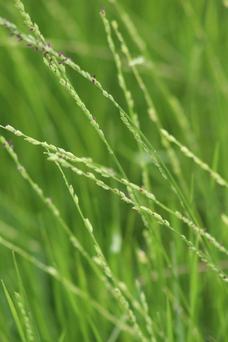 Nile Grass photo 3