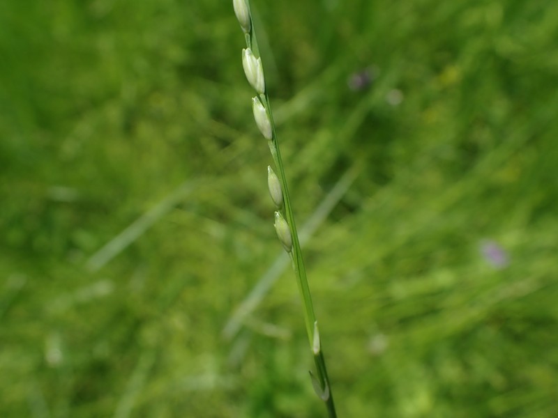 Nile Grass photo 5