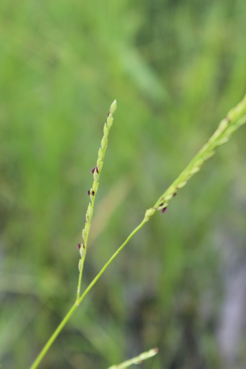 Nile Grass photo 6
