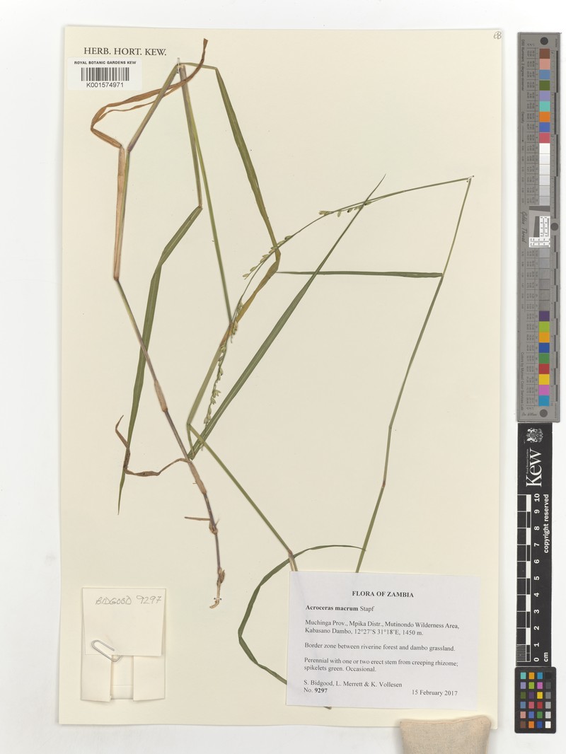 Nile Grass photo 7