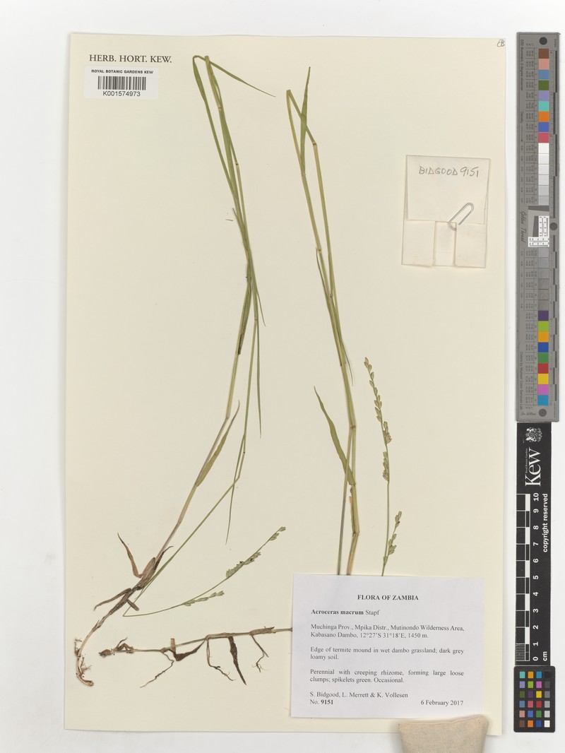 Nile Grass photo 8